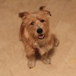 Lilly the WPBeginner Dog